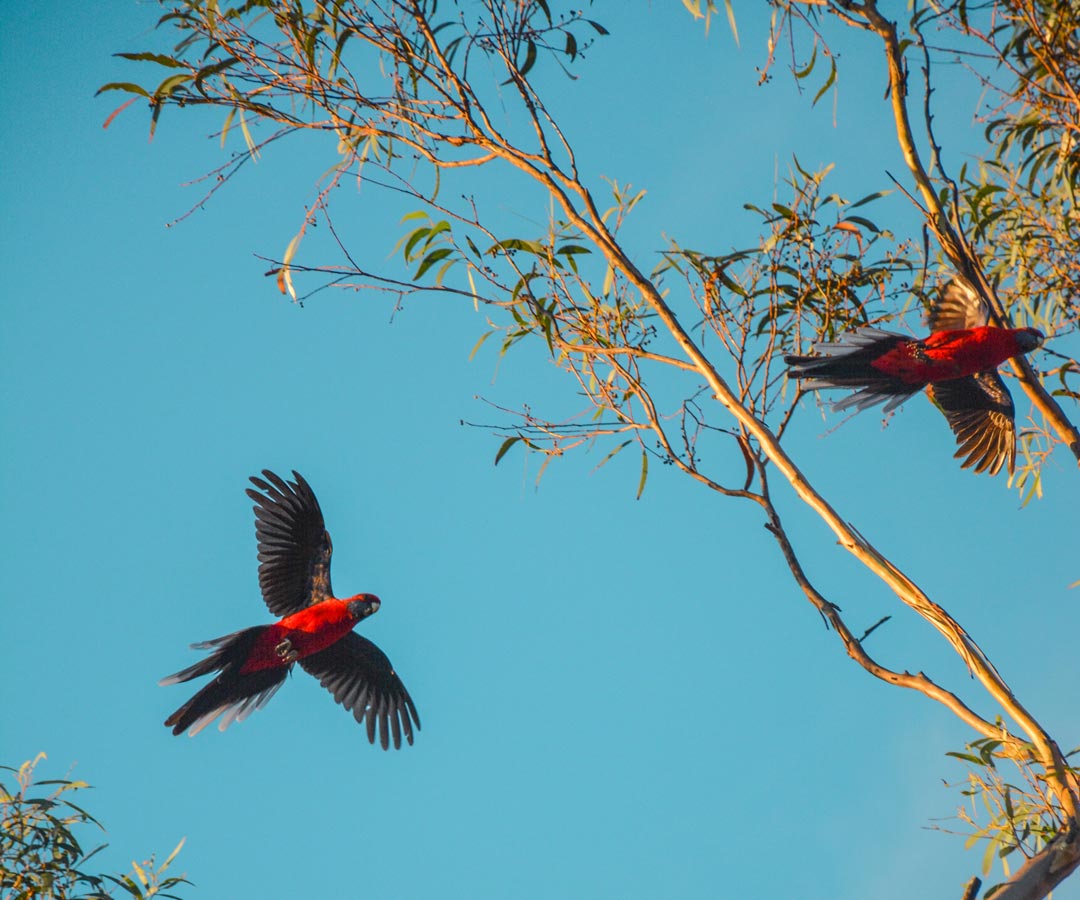 Aged care jobs in Narangba, Brisbane